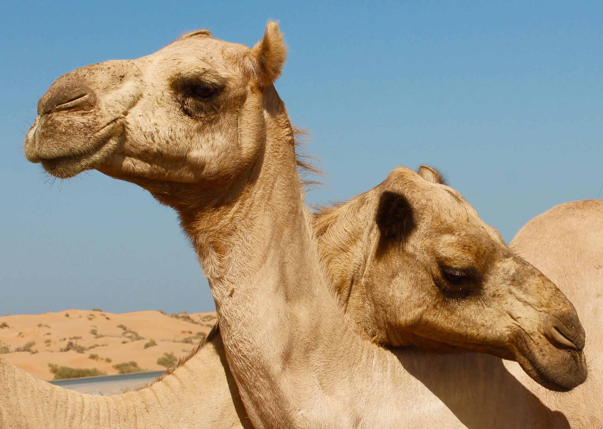 Canon EOS 1100D (EOS Rebel T3 / EOS Kiss X50) + Canon EF-S 18-55mm F3.5-5.6 III sample photo. Beautiful friendly arabian camels in ras al khaimah photography