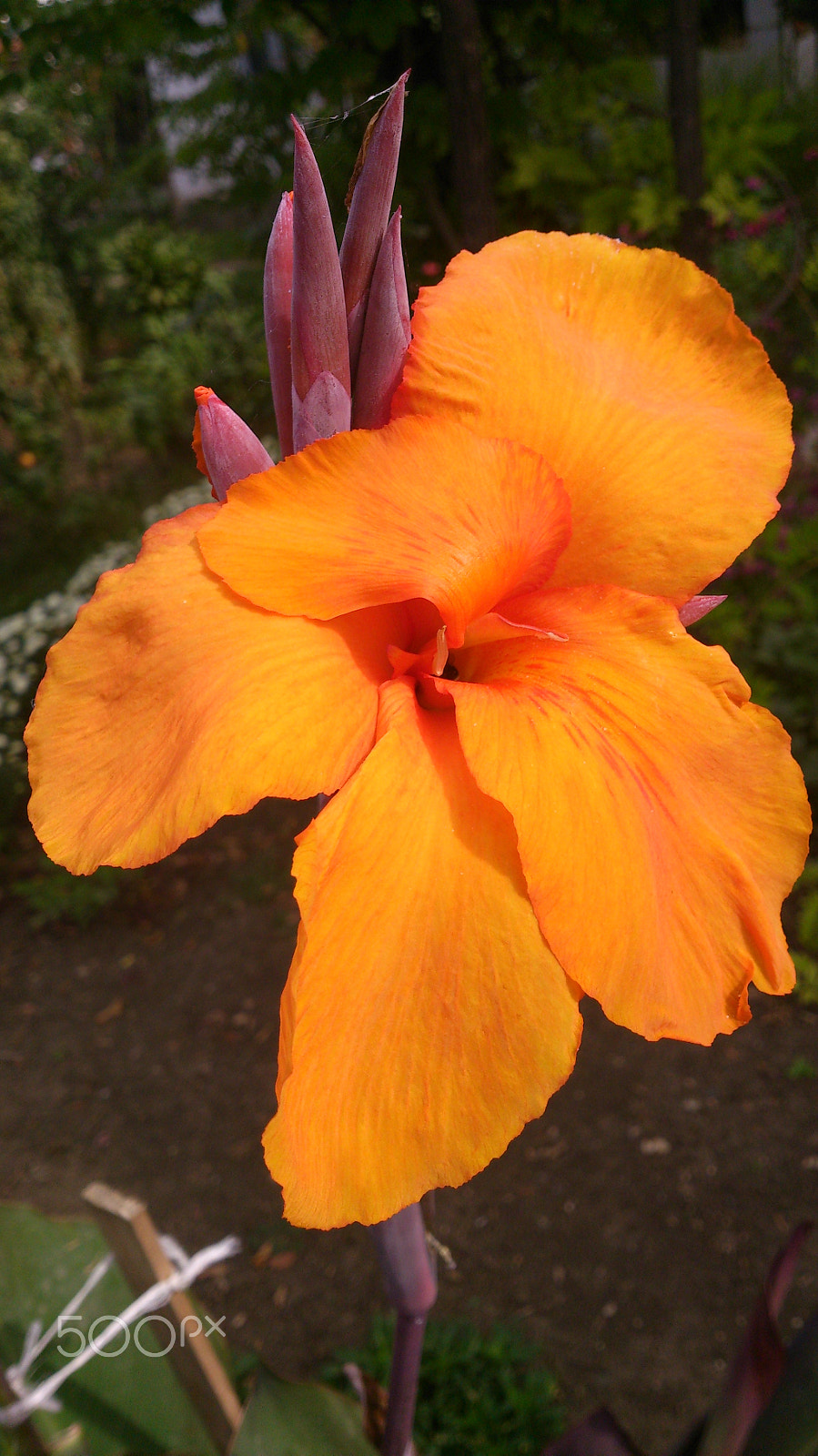 Sony Xperia T sample photo. The first in a series photography