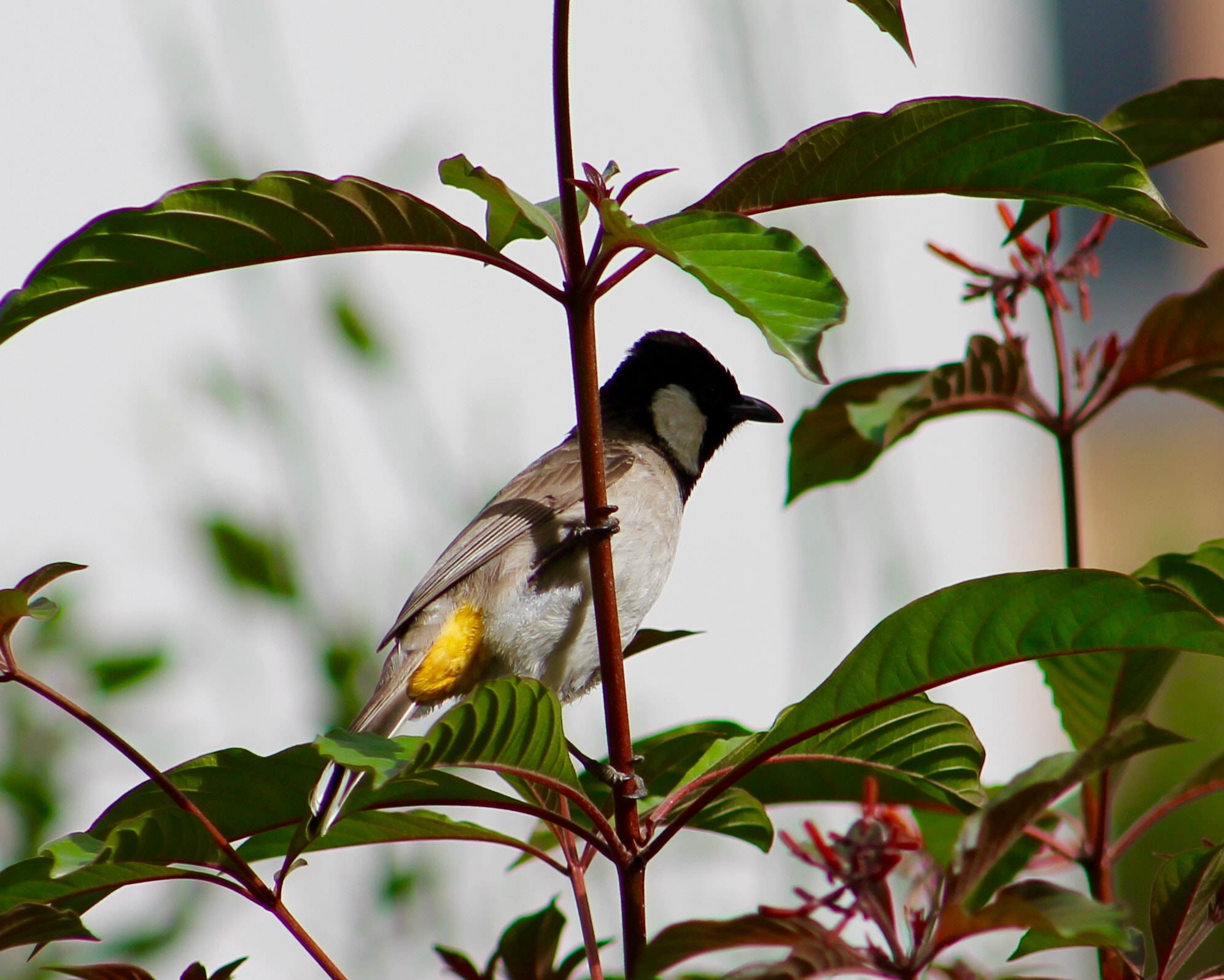 Canon EF75-300mm f/4-5.6 sample photo. Pretty little arabian bulbul visiting our garden in knowledge village dubai photography