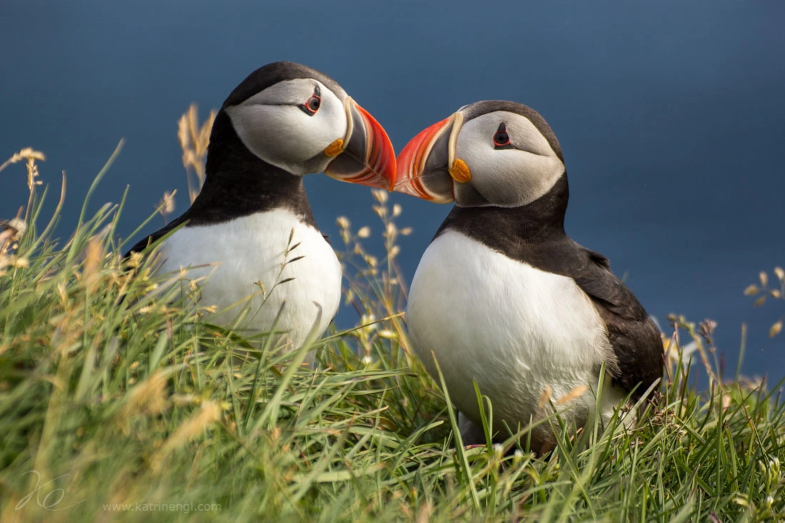 Canon EOS 60D sample photo. Puffin kiss photography