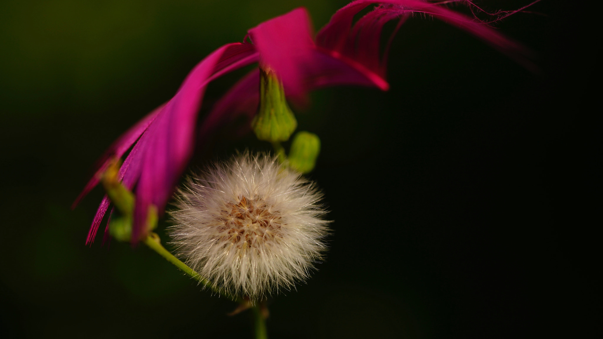 Sony FE 90mm F2.8 Macro G OSS sample photo. 毬舞紅綾 photography