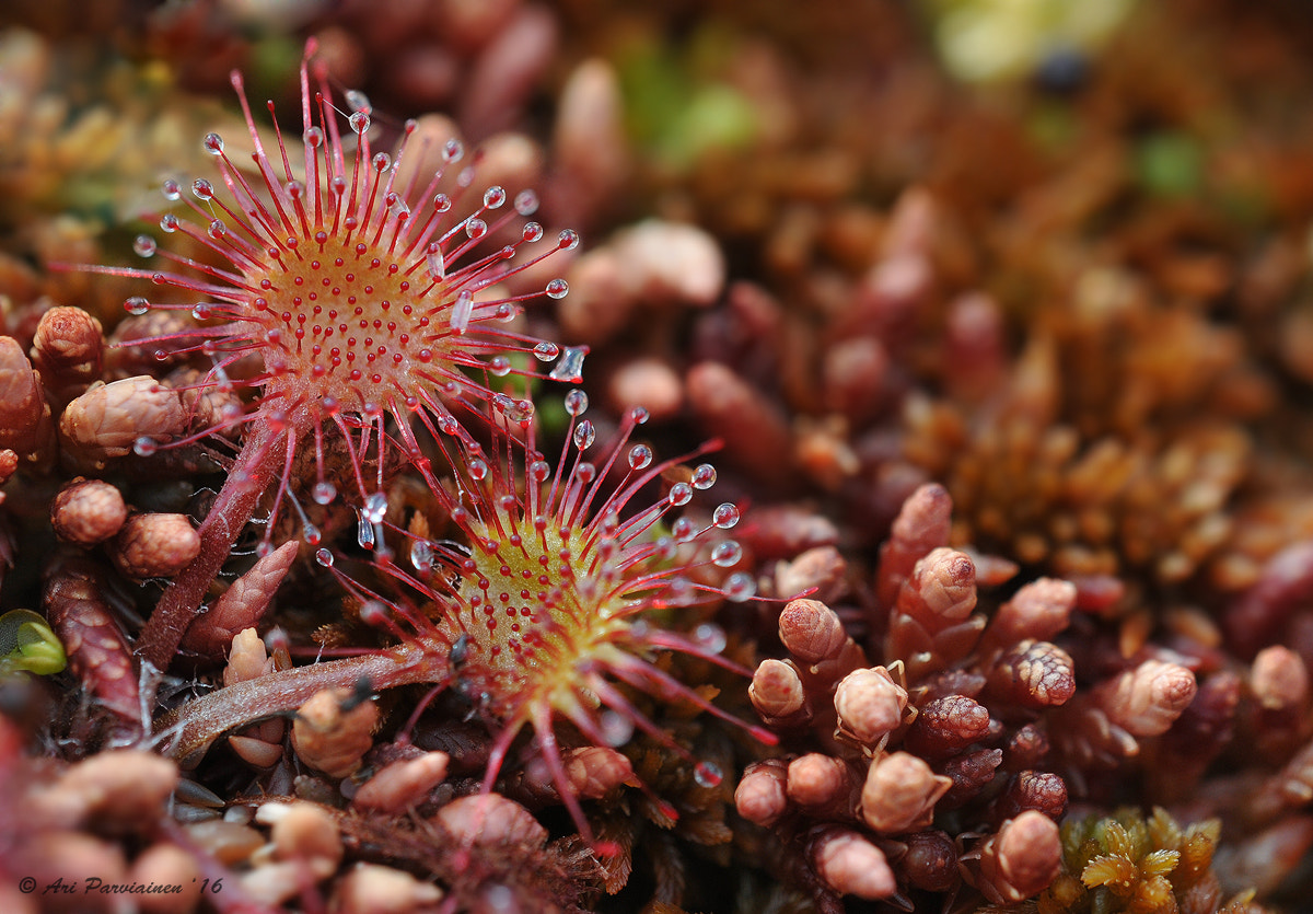 Sigma 150mm F2.8 EX DG OS Macro HSM sample photo. Round-leaved sundew photography