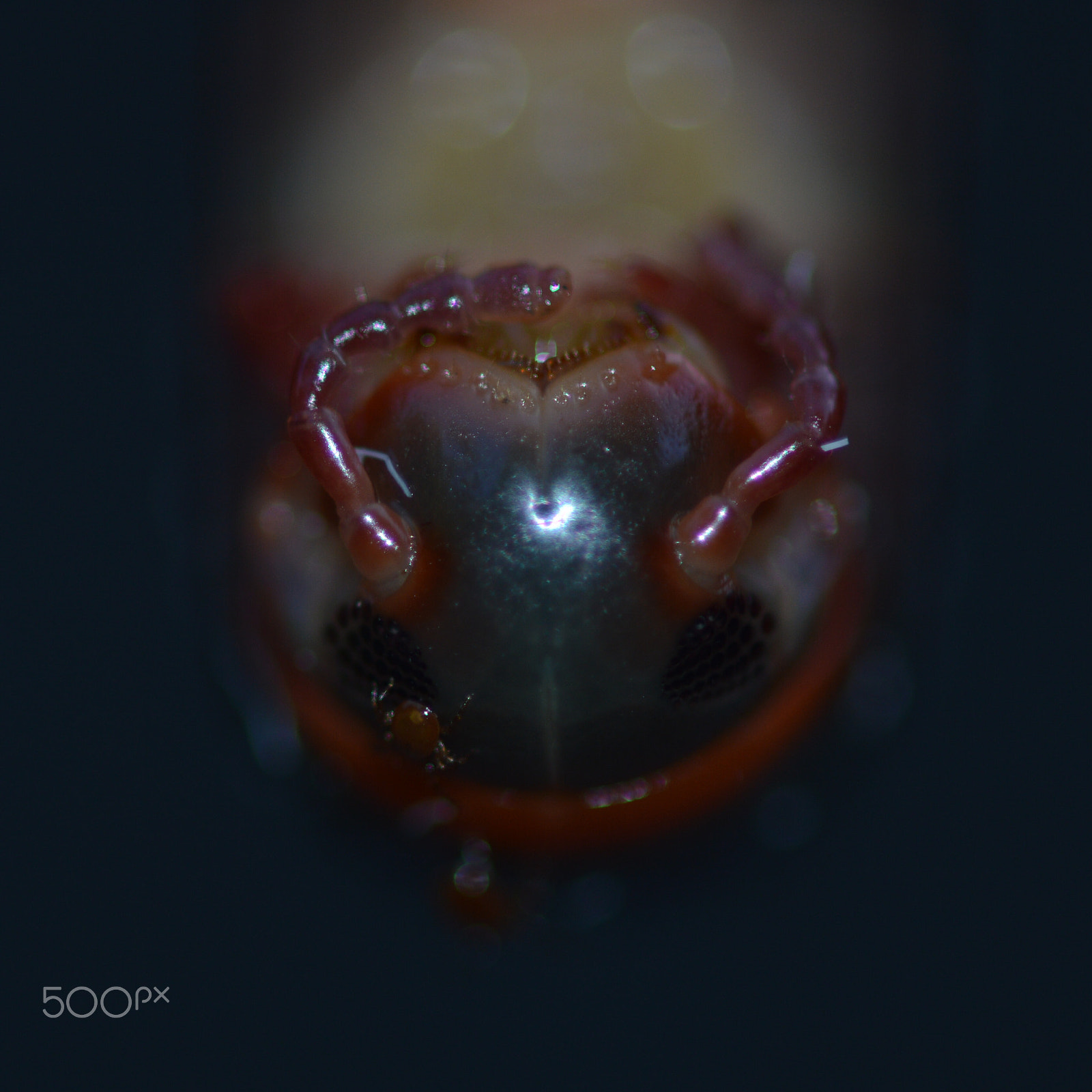 Nikon AF-S Micro-Nikkor 105mm F2.8G IF-ED VR sample photo. Centipede close-up photography