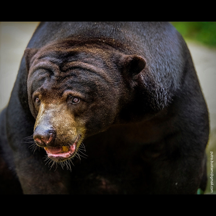 Pentax K-1 sample photo. Beruang madu photography