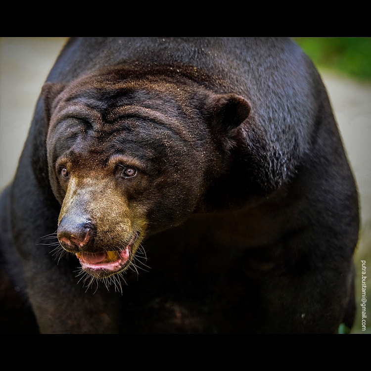 Pentax D FA* 70-200mm F2.8ED DC AW sample photo. Beruang madu photography