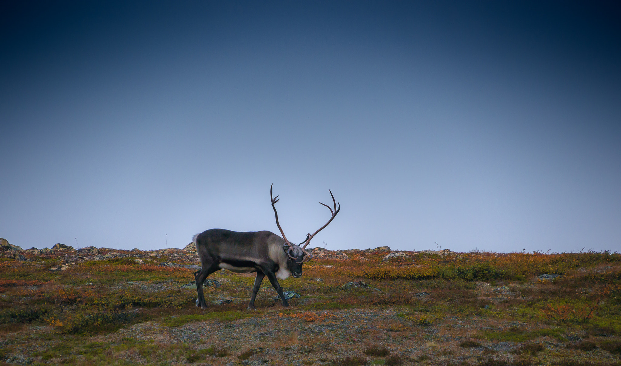 Panasonic Lumix DMC-GH2 sample photo. A reindeer in lappland photography