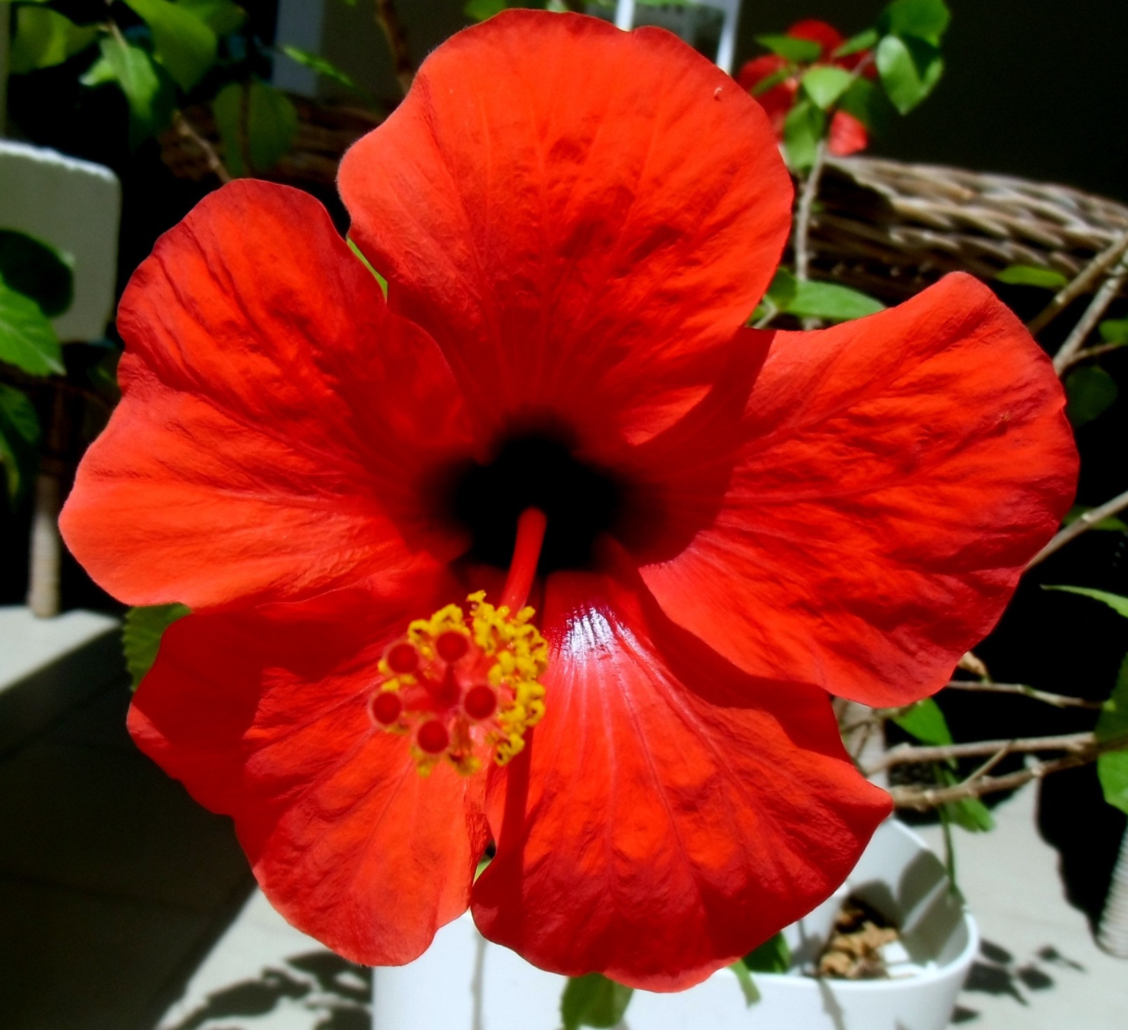 CASIO EX-ZS100 sample photo. One of my favourite flowers stunning crimson hibiscus photography