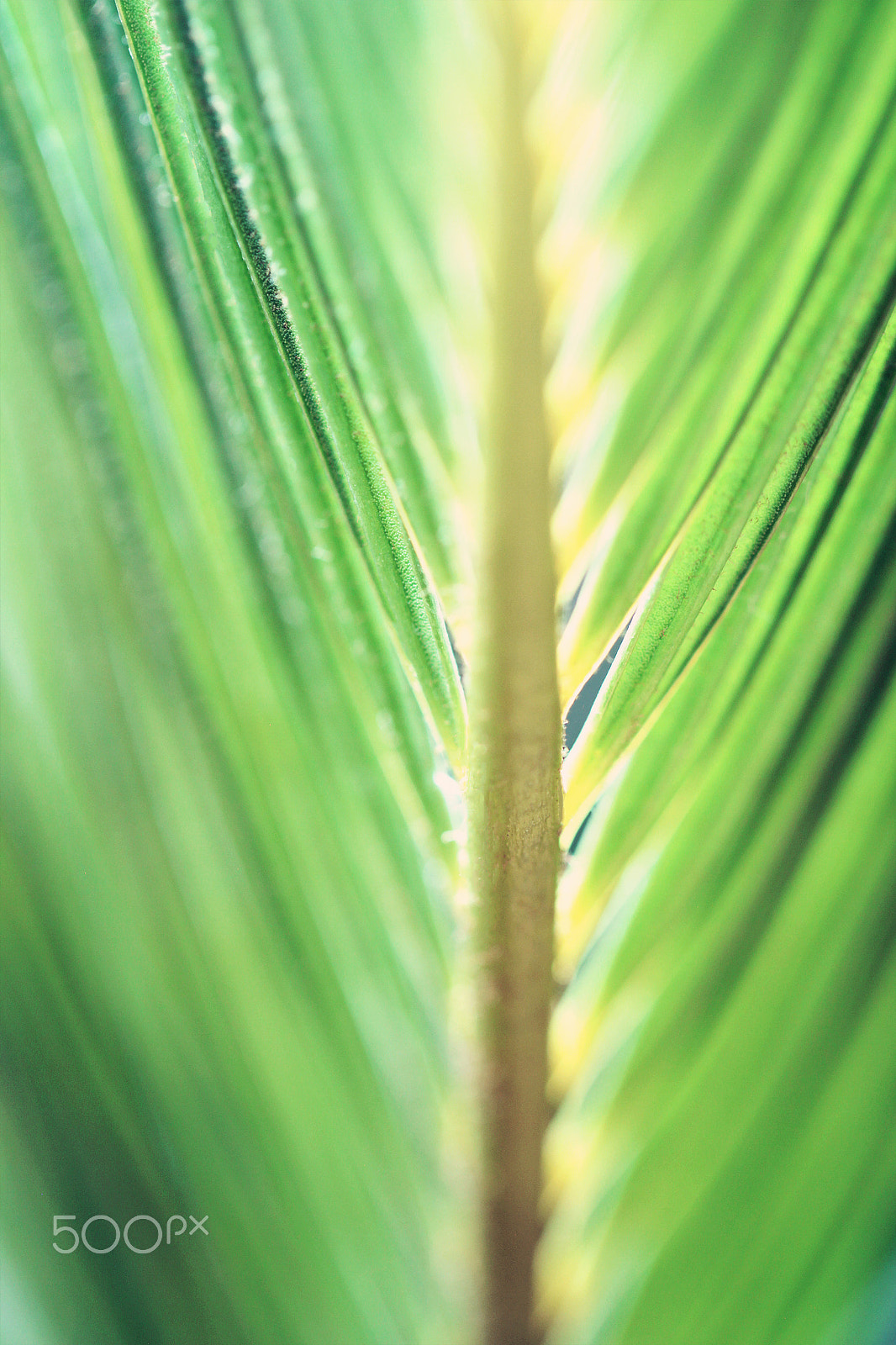 Canon EOS 550D (EOS Rebel T2i / EOS Kiss X4) + Canon EF 100mm F2.8L Macro IS USM sample photo. Green palm leaves close up photography
