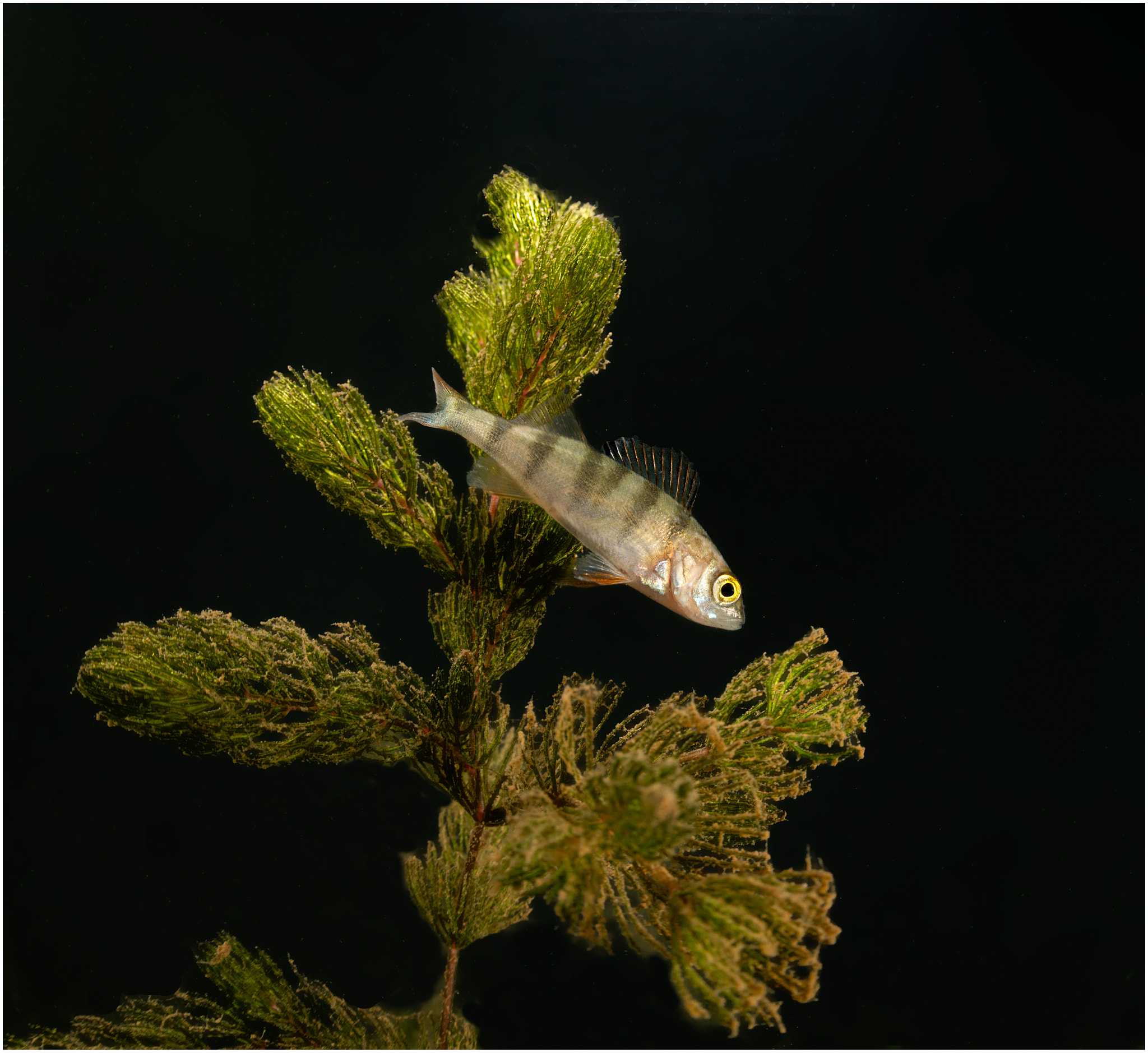 Nikon D800E + Nikon AF Fisheye-Nikkor 16mm F2.8D sample photo. Perch in a tree :) photography