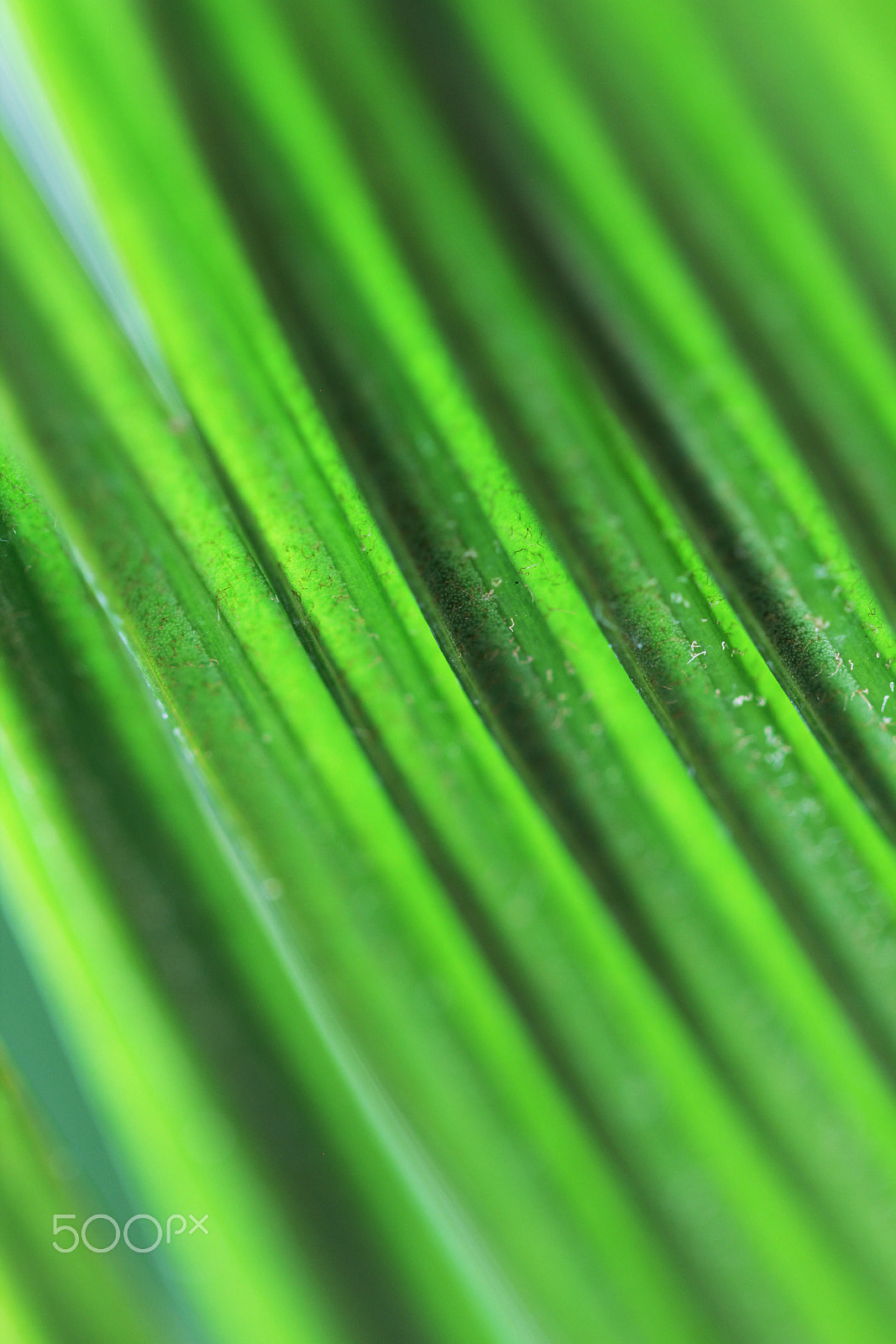 Canon EOS 550D (EOS Rebel T2i / EOS Kiss X4) + Canon EF 100mm F2.8L Macro IS USM sample photo. Green palm leaves close up photography