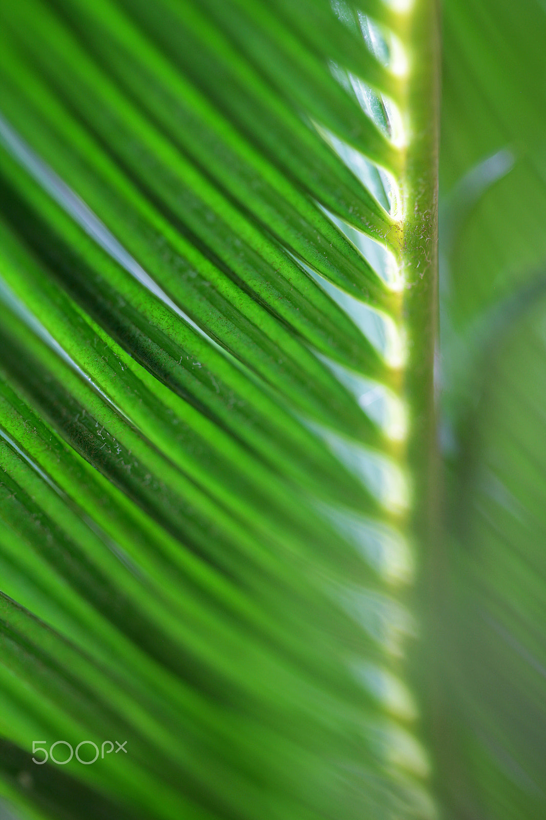 Canon EOS 550D (EOS Rebel T2i / EOS Kiss X4) + Canon EF 100mm F2.8L Macro IS USM sample photo. Green palm leaves close up photography