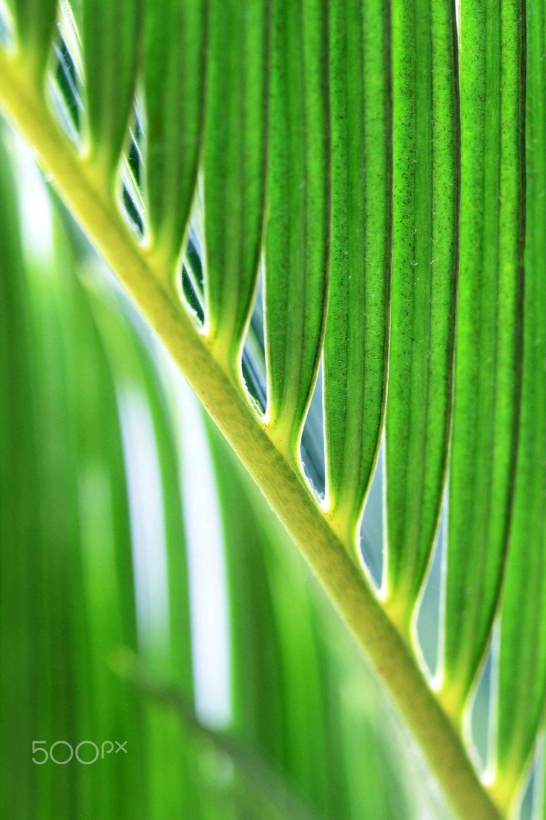 Canon EOS 550D (EOS Rebel T2i / EOS Kiss X4) + Canon EF 100mm F2.8L Macro IS USM sample photo. Green palm leaves close up photography