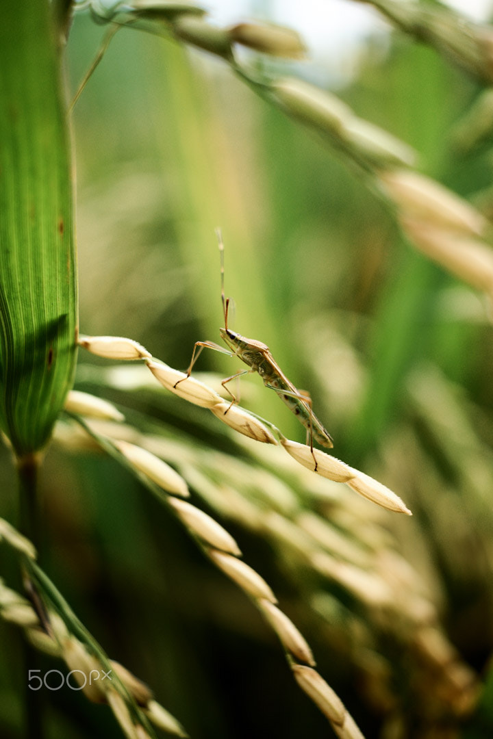Canon EF-S 24mm F2.8 STM sample photo. Penunggu sore photography