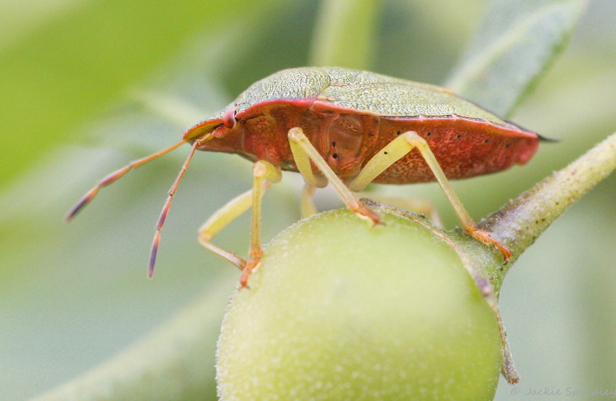 Canon EOS 40D + Tamron SP AF 90mm F2.8 Di Macro sample photo. Shield bug photography