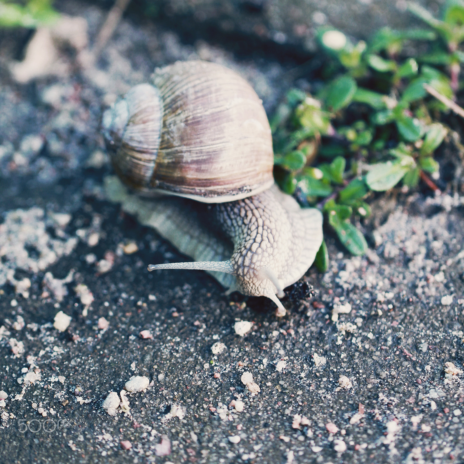 Canon EOS 550D (EOS Rebel T2i / EOS Kiss X4) + Canon EF 100mm F2.8L Macro IS USM sample photo. Snail on the road close up photo photography