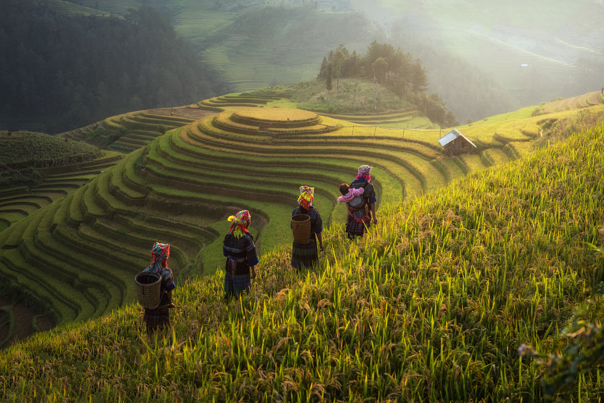Farmer in fields on terraced, Vietnam