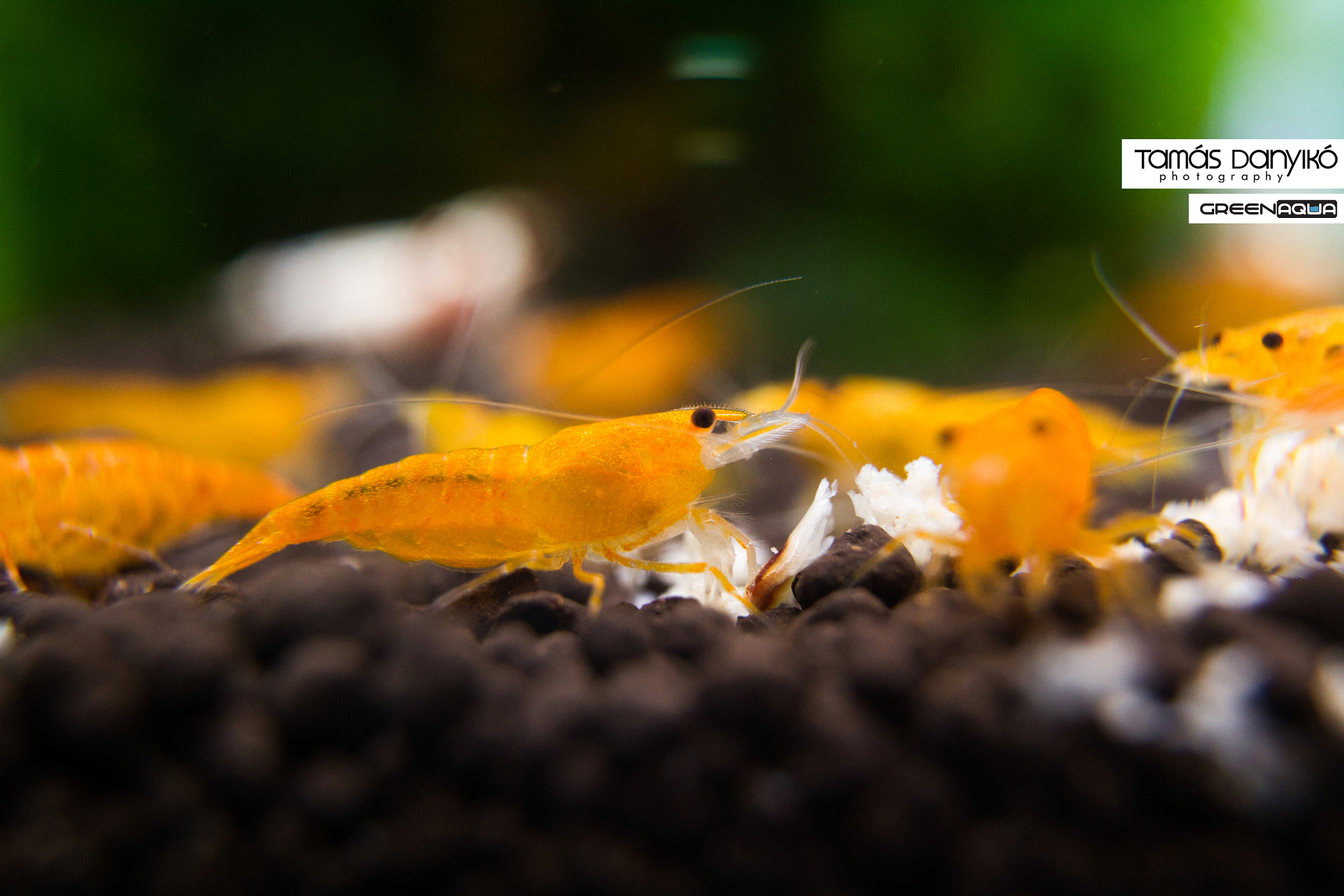 Sigma 24mm F1.4 DG HSM Art sample photo. Orange sakura photography