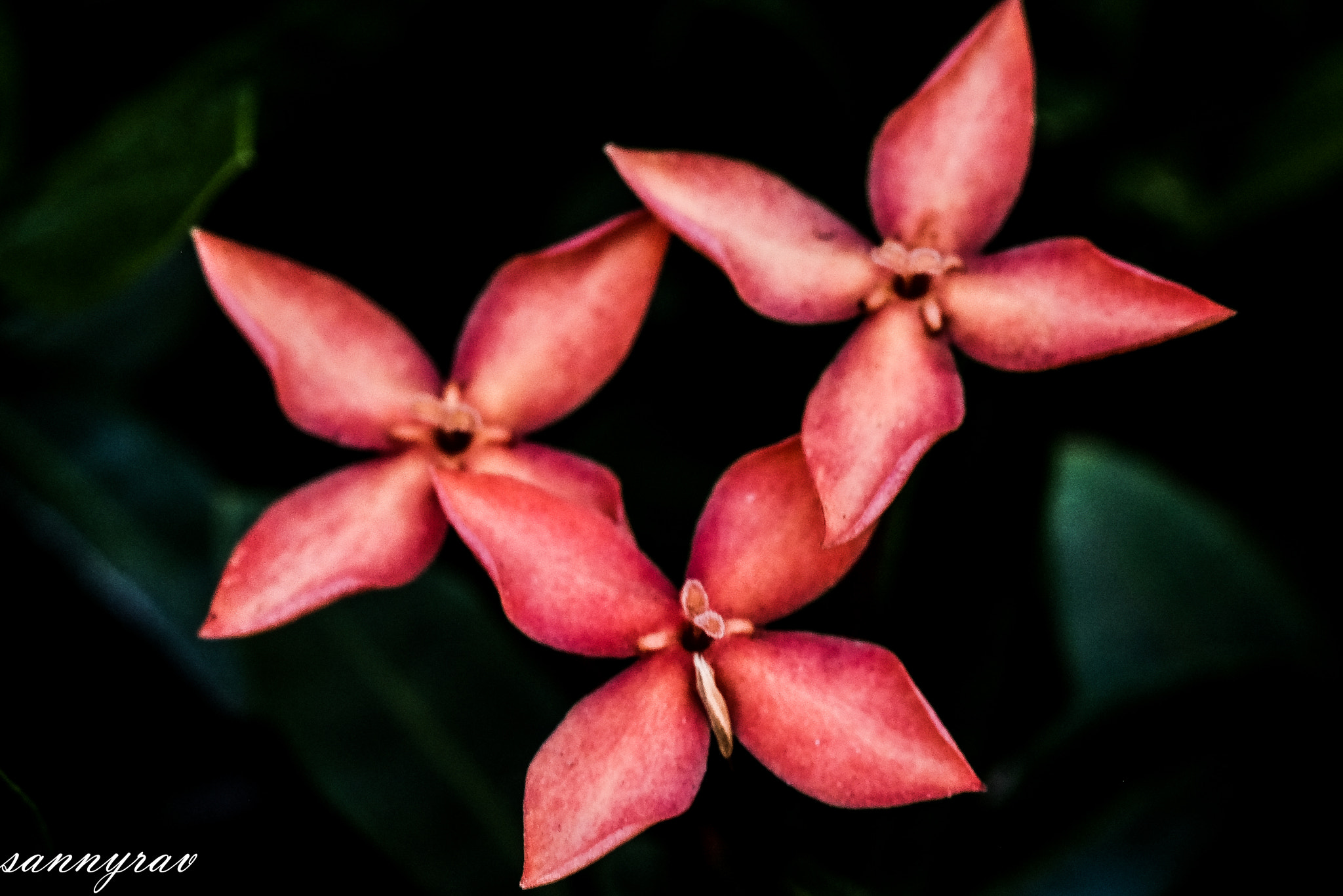 Fujifilm X-T10 + Fujifilm XF 60mm F2.4 R Macro sample photo. Three photography