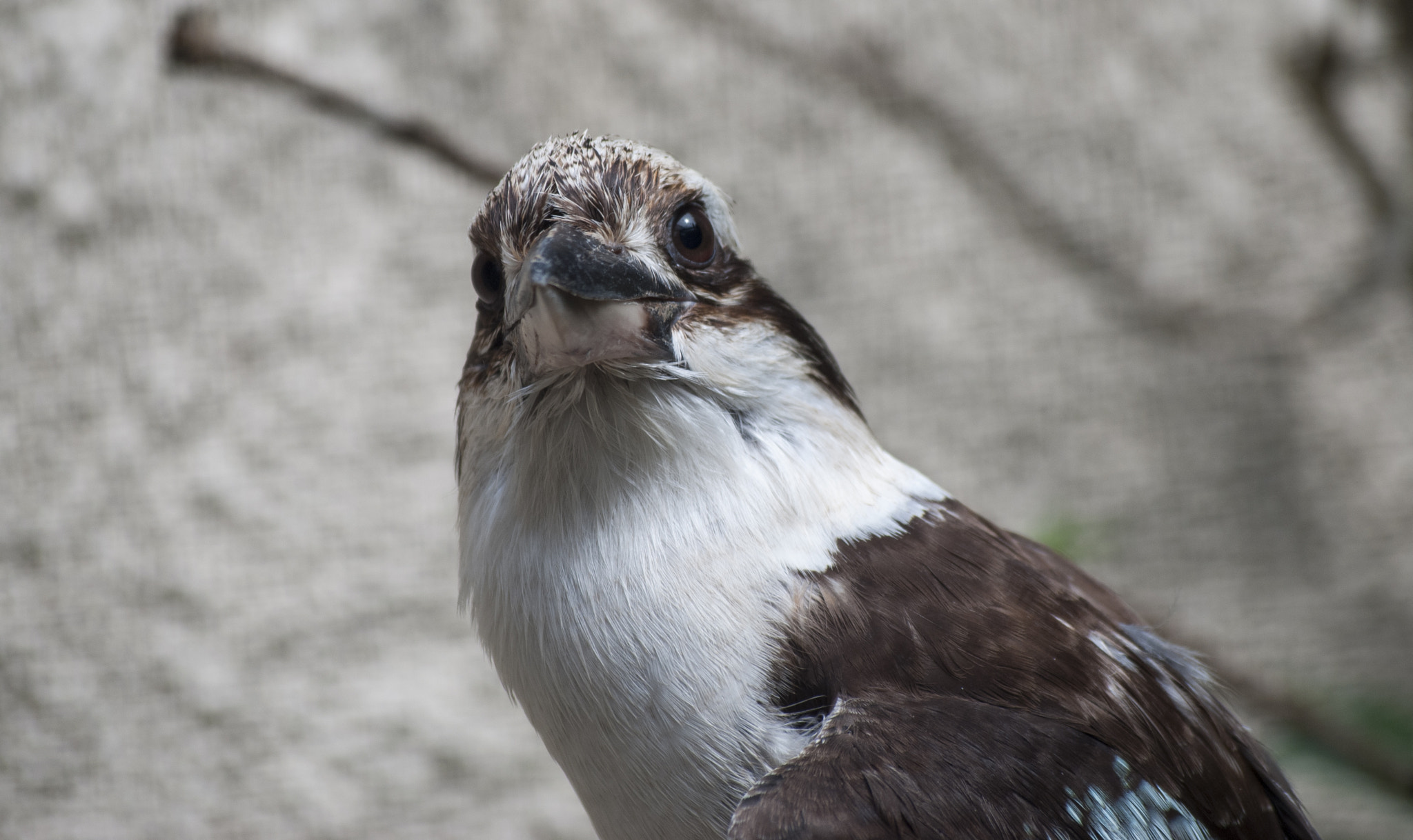 Nikon D80 sample photo. Contemplating kookaburra photography