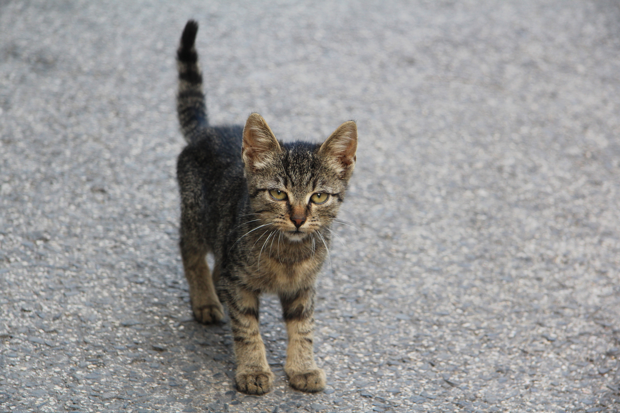Canon EF-S 17-85mm F4-5.6 IS USM sample photo. Cat photography