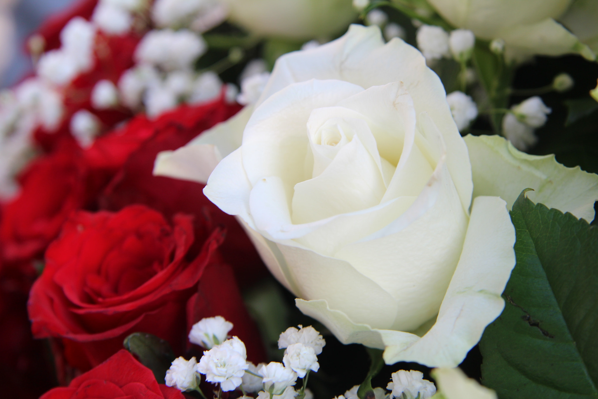 Canon EF-S 17-85mm F4-5.6 IS USM sample photo. Rose photography