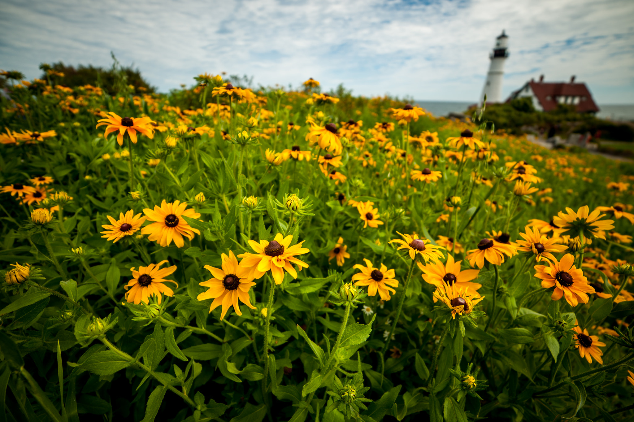 Samyang 14mm F2.8 ED AS IF UMC sample photo. Black eyed susan photography