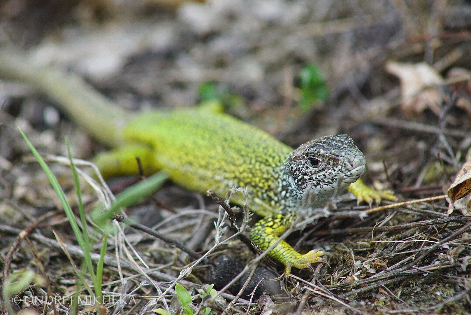 Sony 75-300mm F4.5-5.6 sample photo. Lacerta viridis photography
