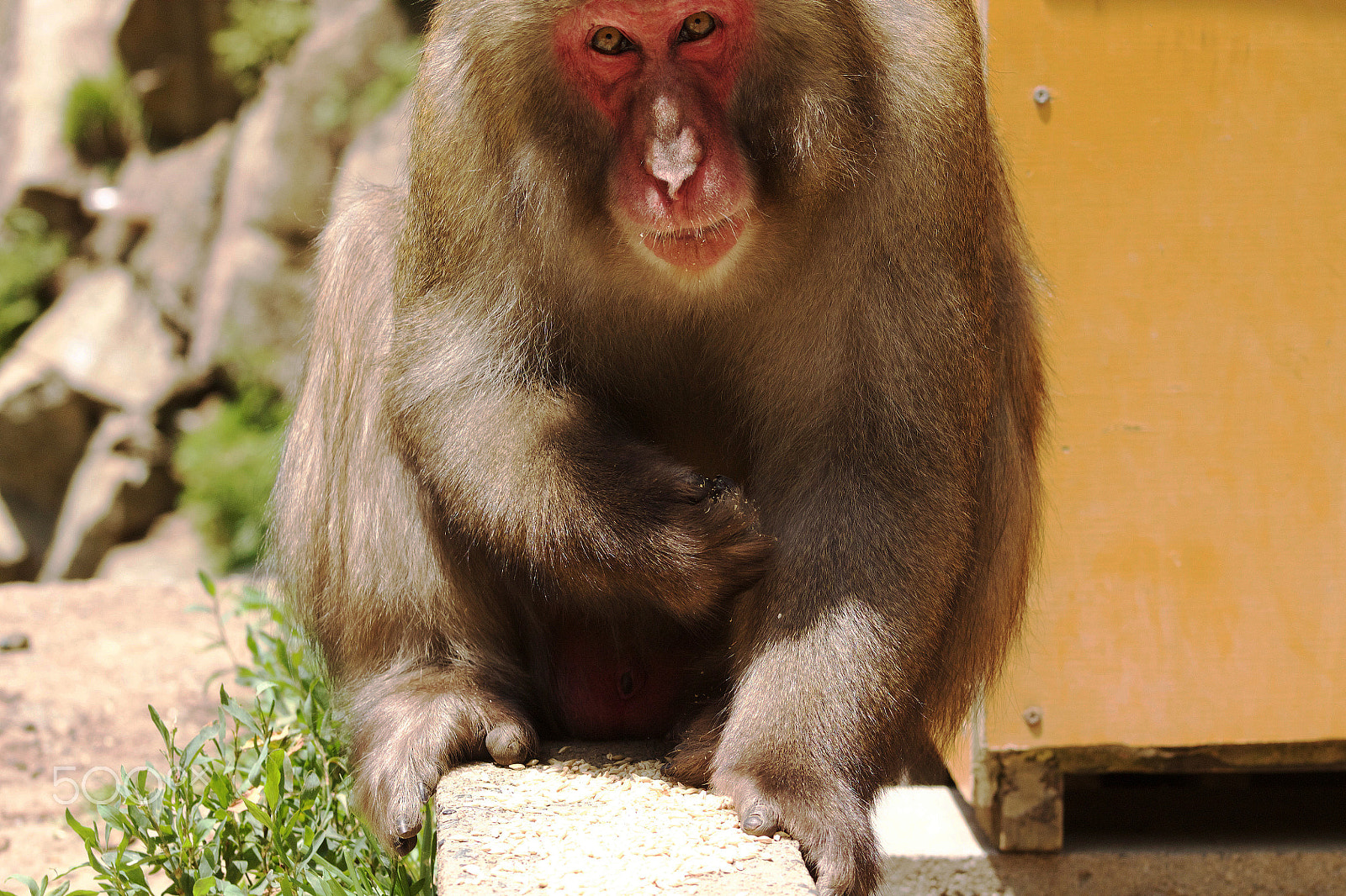 Canon EF 75-300mm f/4-5.6 USM sample photo. Snow monkey photography