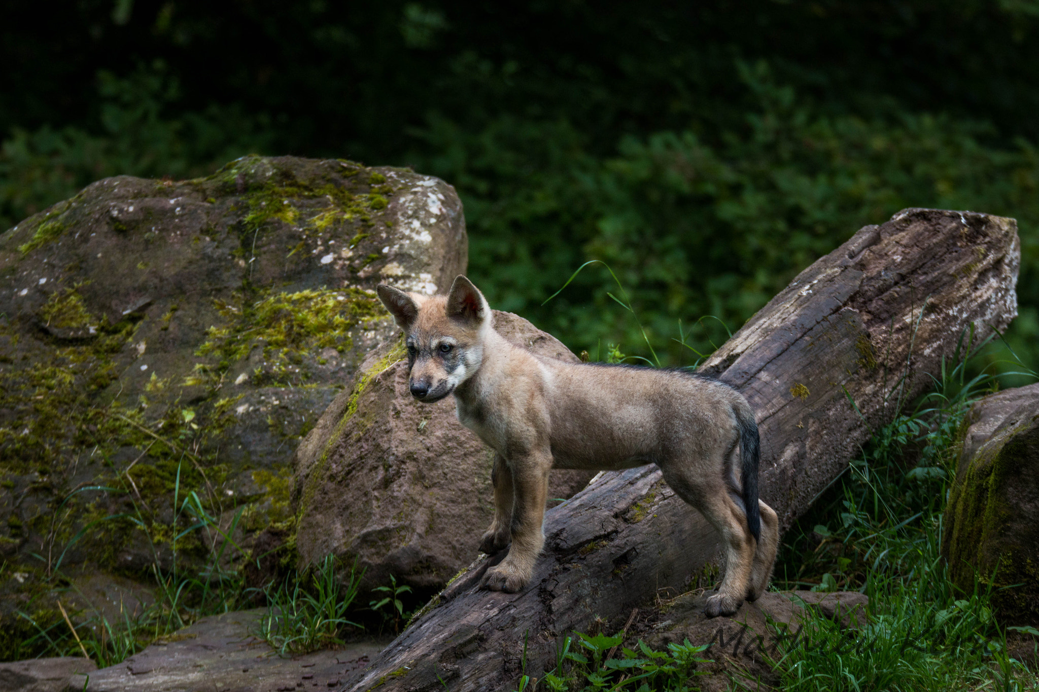 150-600mm F5-6.3 DG OS HSM | Sports 014 sample photo. 2016072300060.jpg photography