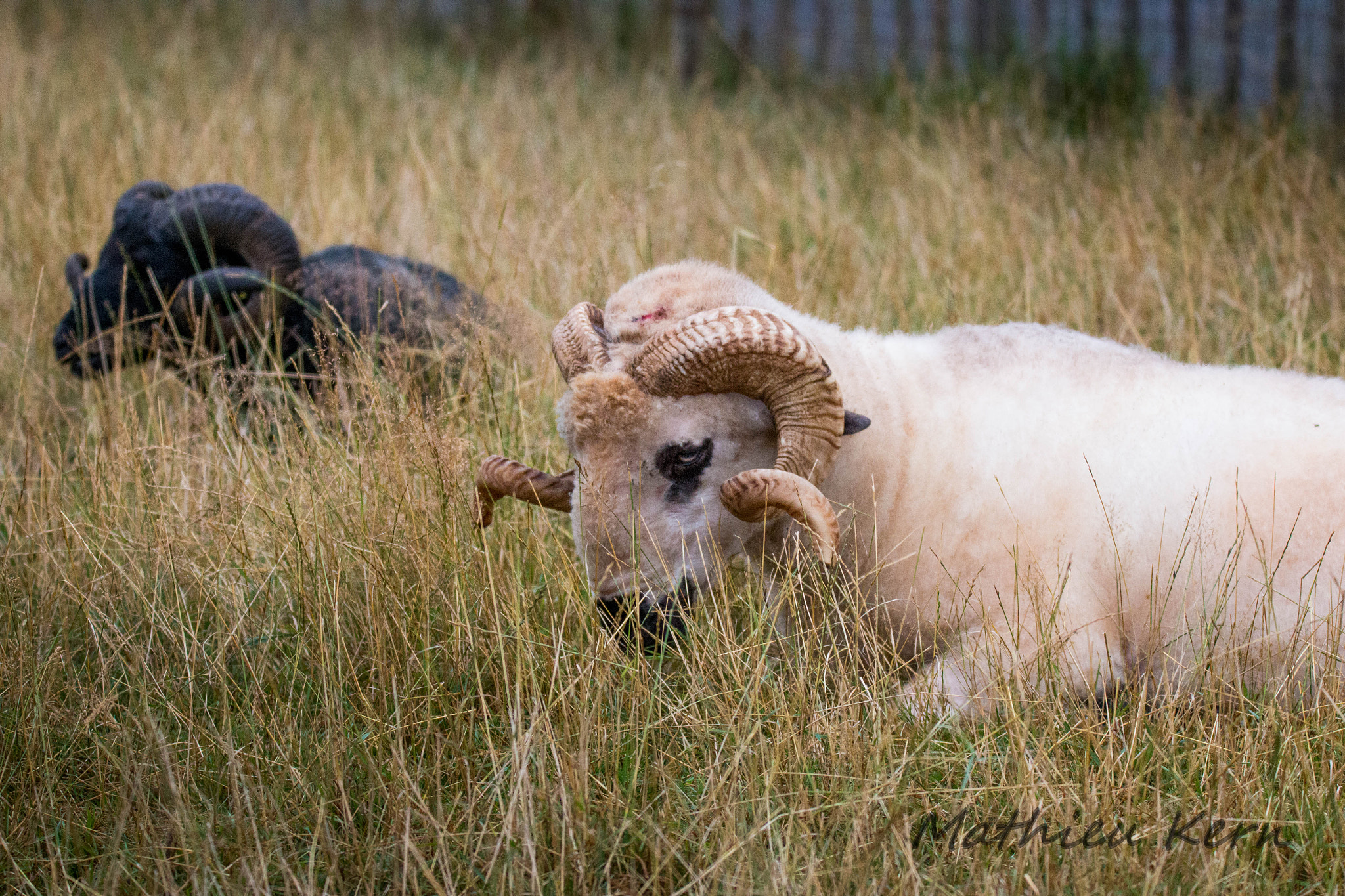 150-600mm F5-6.3 DG OS HSM | Sports 014 sample photo. 2016072400038.jpg photography