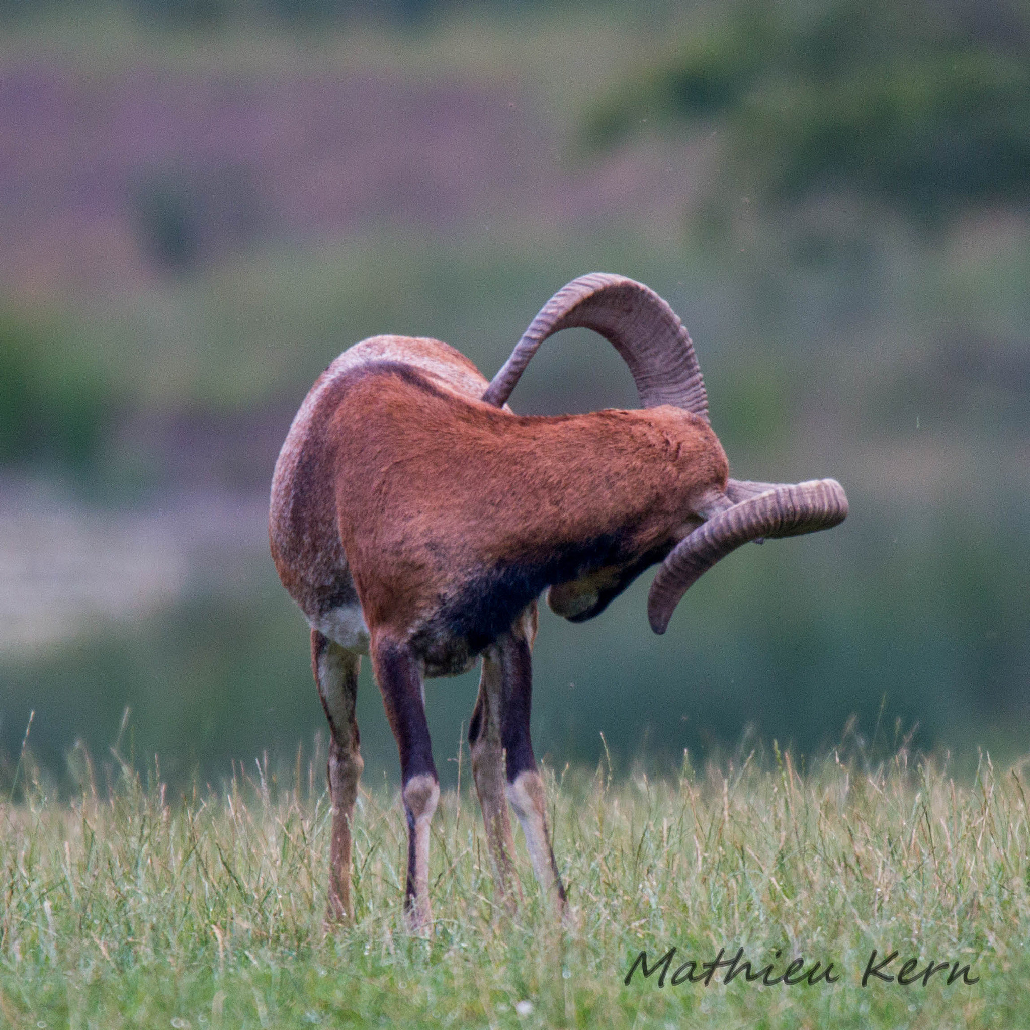 150-600mm F5-6.3 DG OS HSM | Sports 014 sample photo. 2016072300142.jpg photography