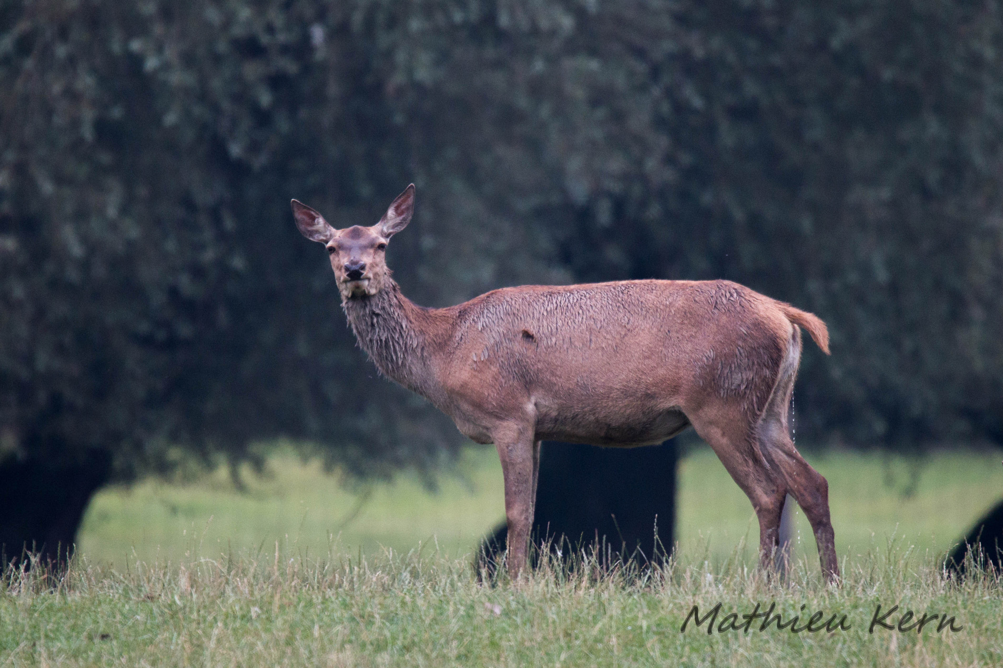 150-600mm F5-6.3 DG OS HSM | Sports 014 sample photo. 2016072400058.jpg photography