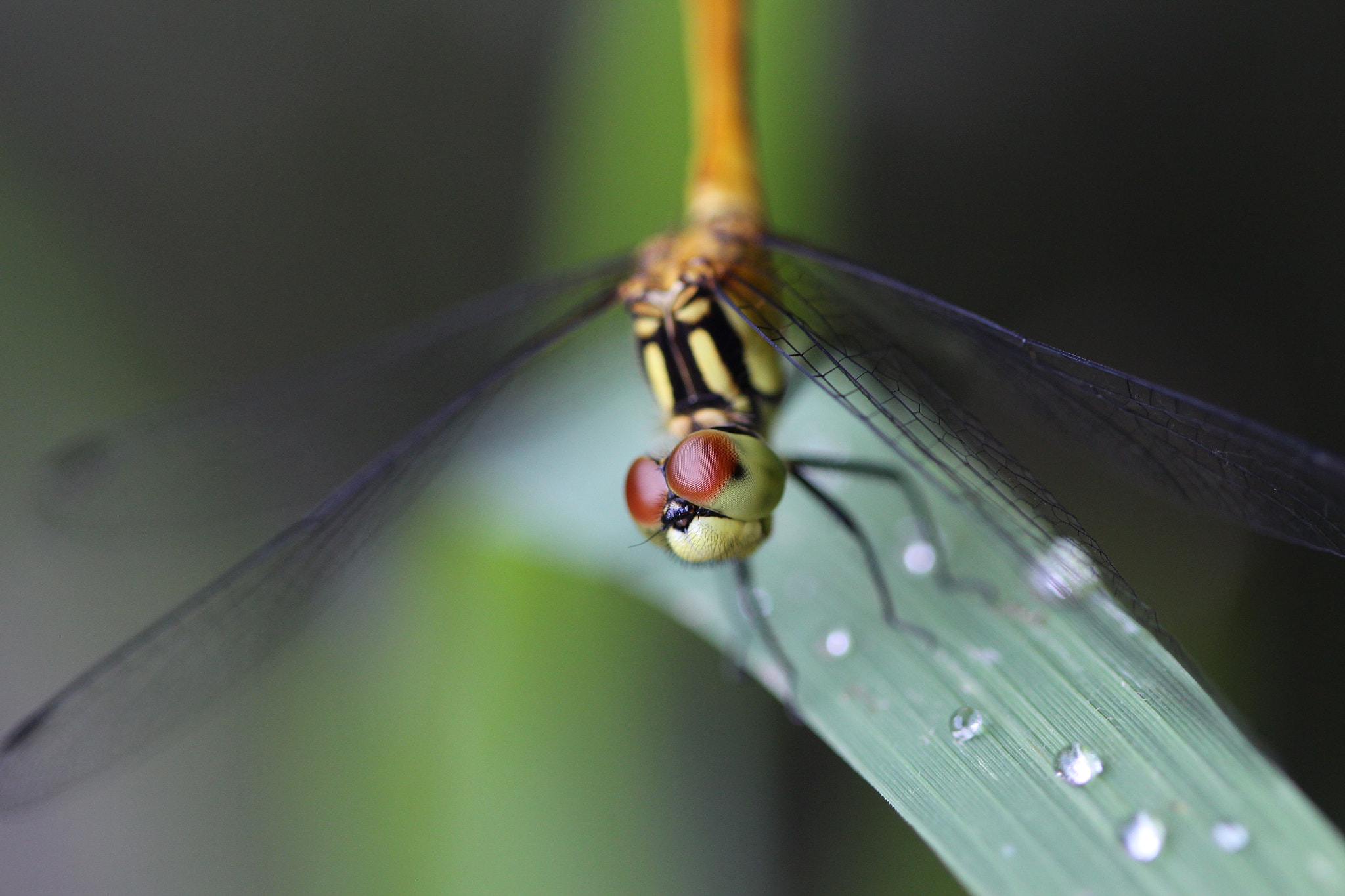 Canon EOS 650D (EOS Rebel T4i / EOS Kiss X6i) + Canon EF 100mm F2.8 Macro USM sample photo. 乡村蜻蜓 dragonfly in countryside photography