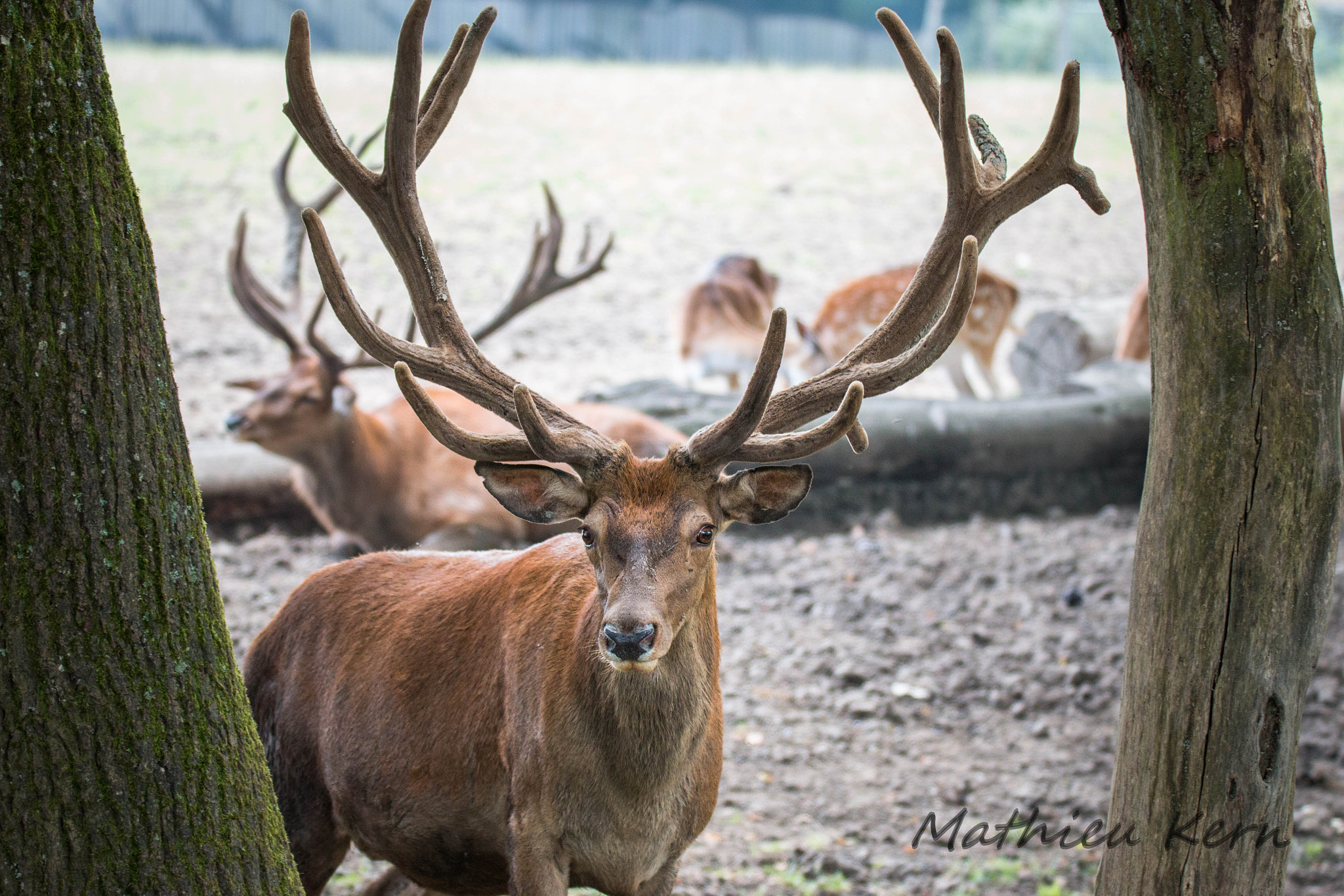 150-600mm F5-6.3 DG OS HSM | Sports 014 sample photo. 2016072400156.jpg photography