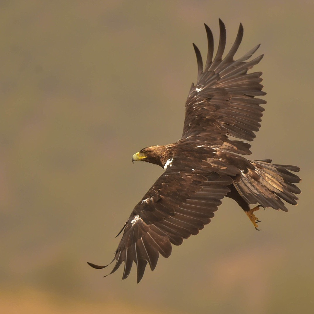 Nikon D4S + Nikon AF-S Nikkor 500mm F4G ED VR sample photo. Spanish imperial eagle photography