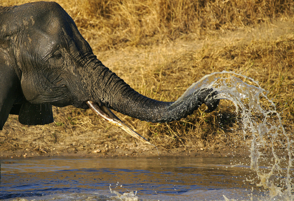 Elephant Curves by Rudi Hulshof / 500px