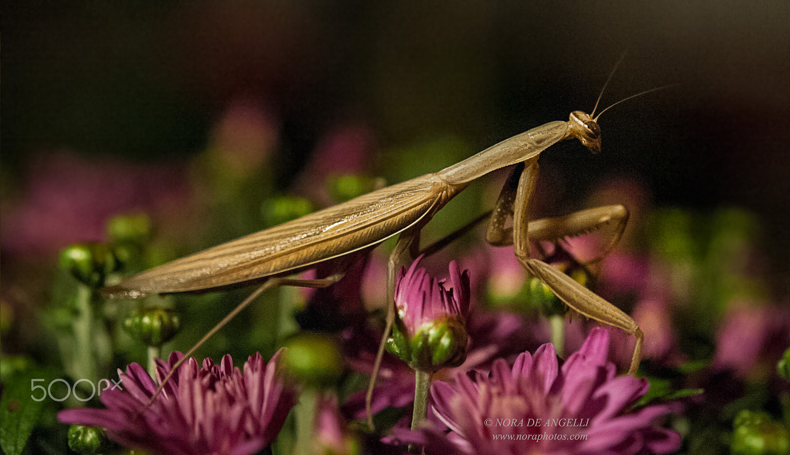 Nikon D3 sample photo. Mantis religiosa - the praying mantis photography