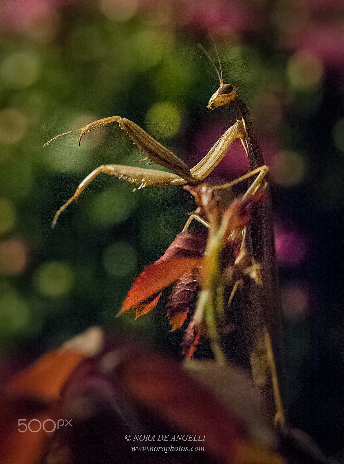 Nikon D3 sample photo. Mantis religiosa - the praying mantis photography
