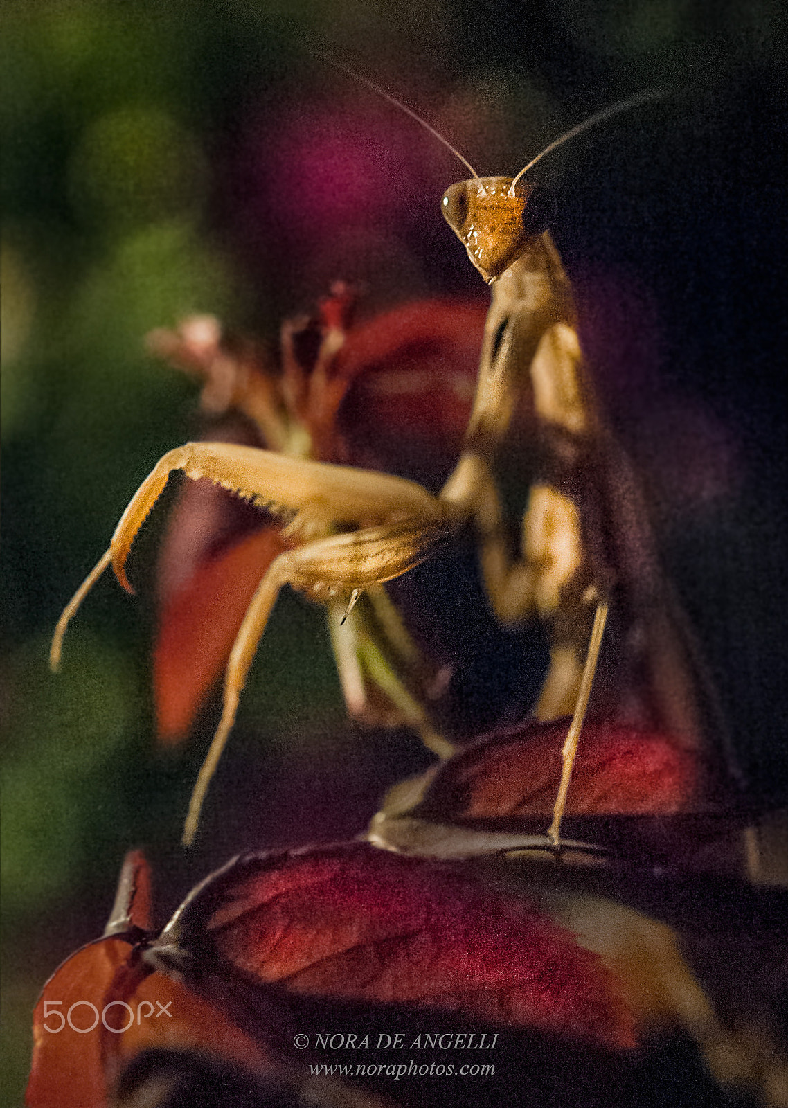 Nikon D3 + Nikon AF-S Micro-Nikkor 60mm F2.8G ED sample photo. Mantis religiosa - the praying mantis photography