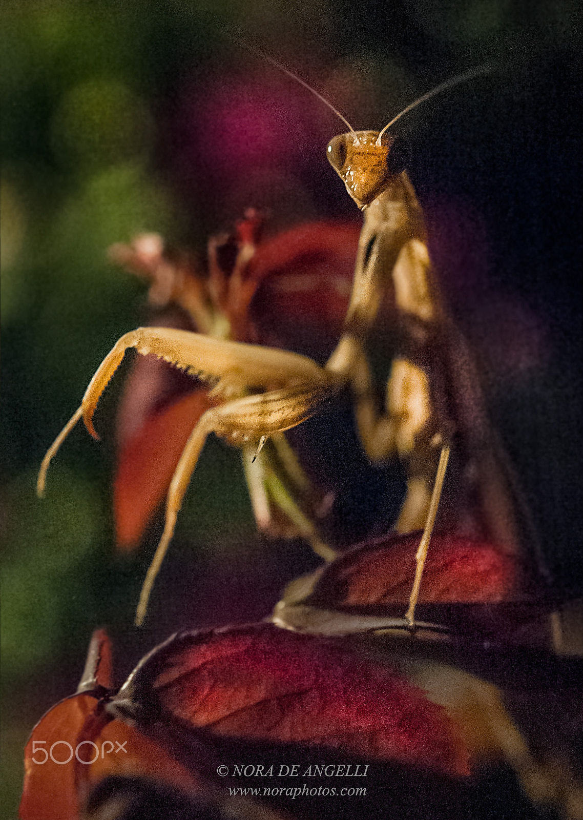 Nikon D3 sample photo. Mantis religiosa - the praying mantis photography