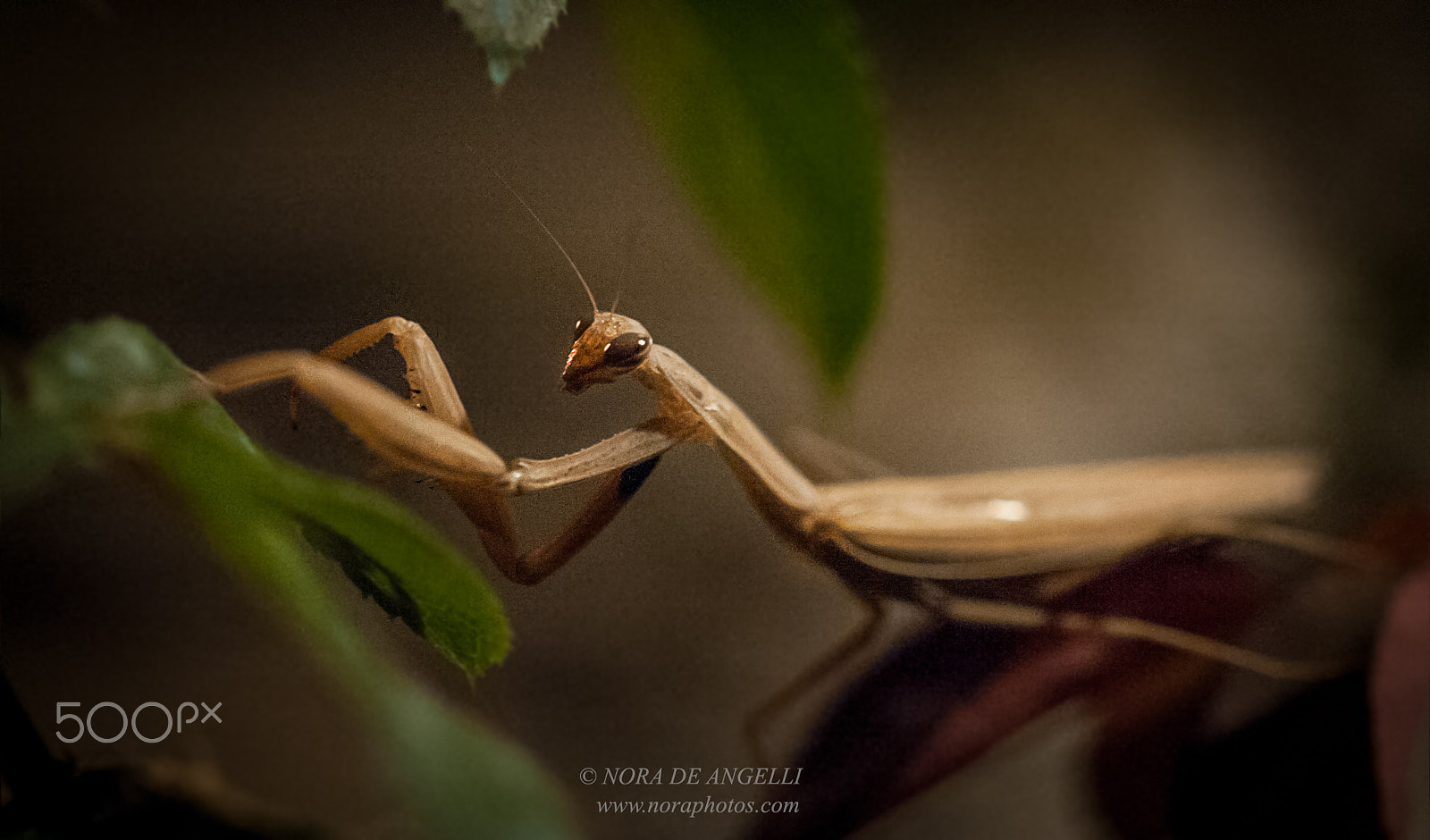 Nikon D3 sample photo. Mantis religiosa - the praying mantis photography