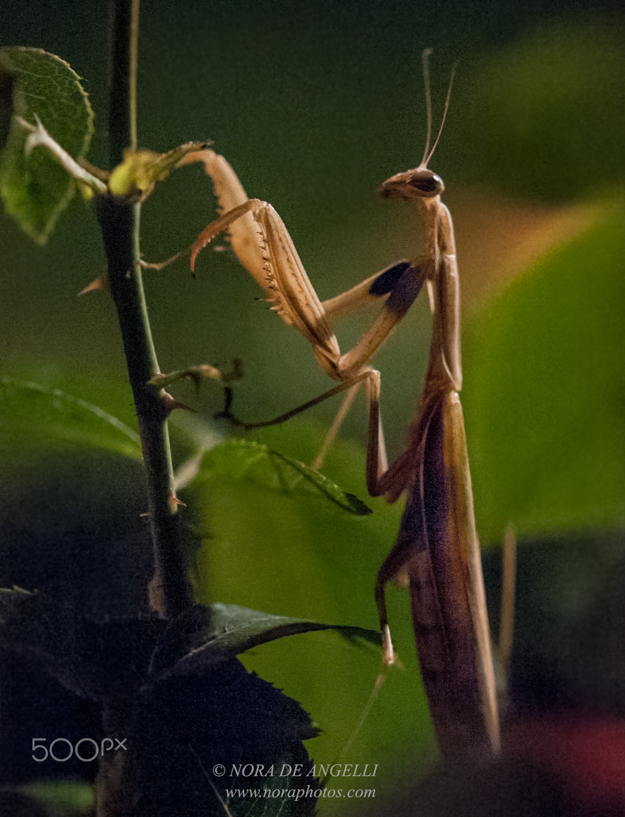 Nikon D3 sample photo. Mantis religiosa - the praying mantis photography