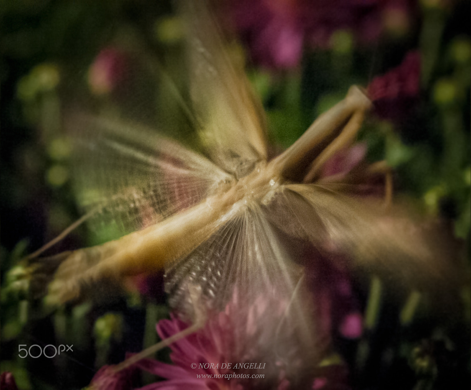 Nikon D3 sample photo. Mantis religiosa - the praying mantis photography