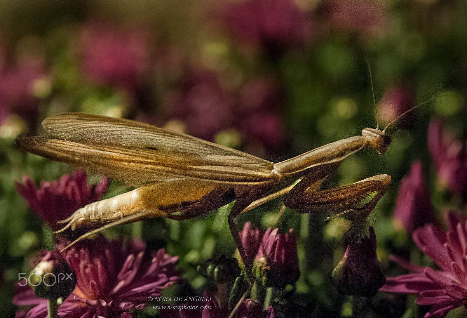 Nikon D3 sample photo. Mantis religiosa - the praying mantis photography