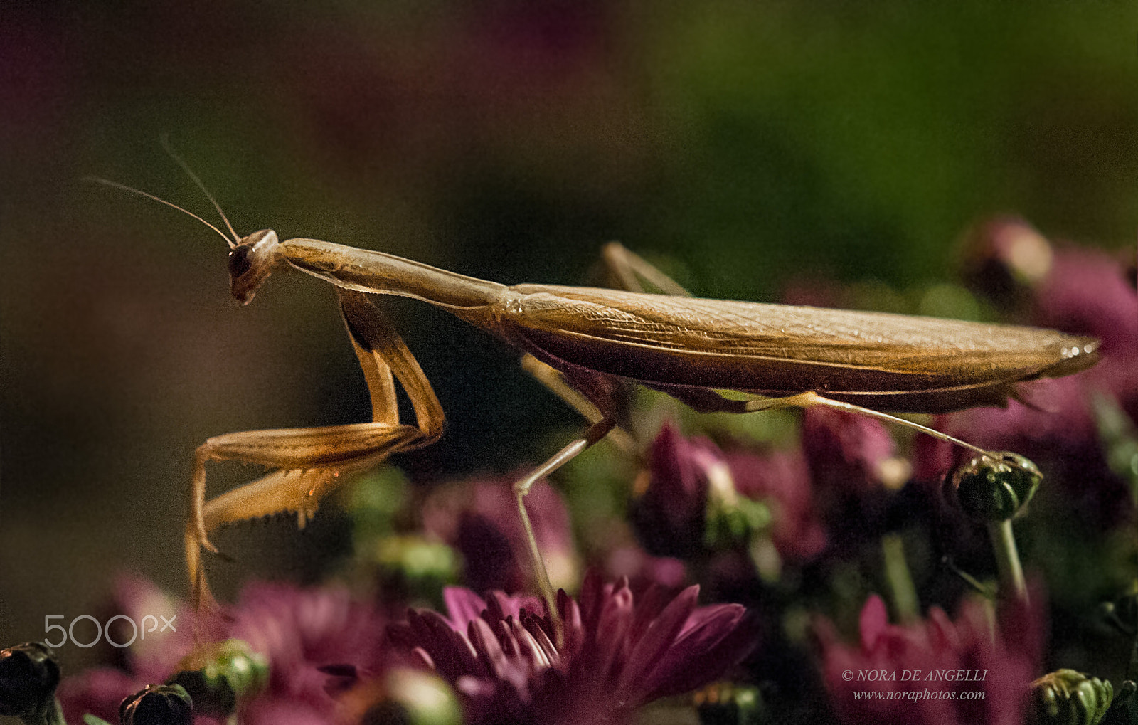 Nikon D3 sample photo. Mantis religiosa - the praying mantis photography