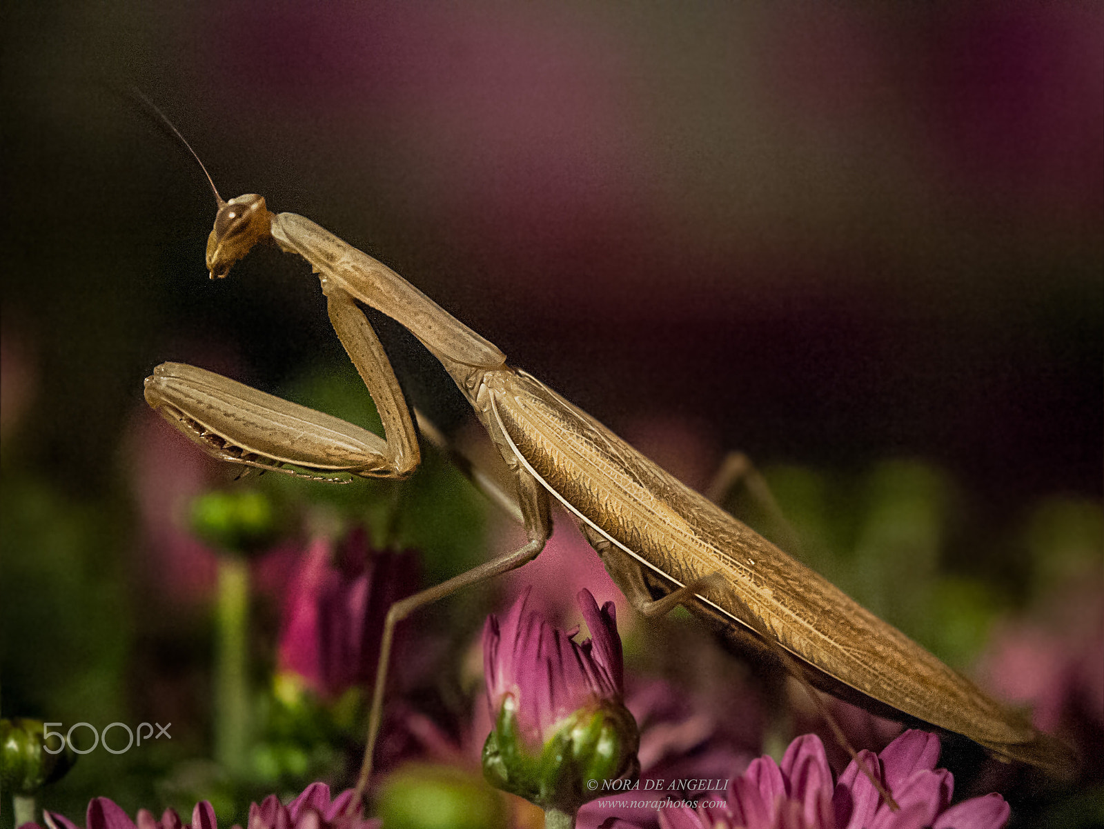 Nikon D3 sample photo. Mantis religiosa - the praying mantis photography
