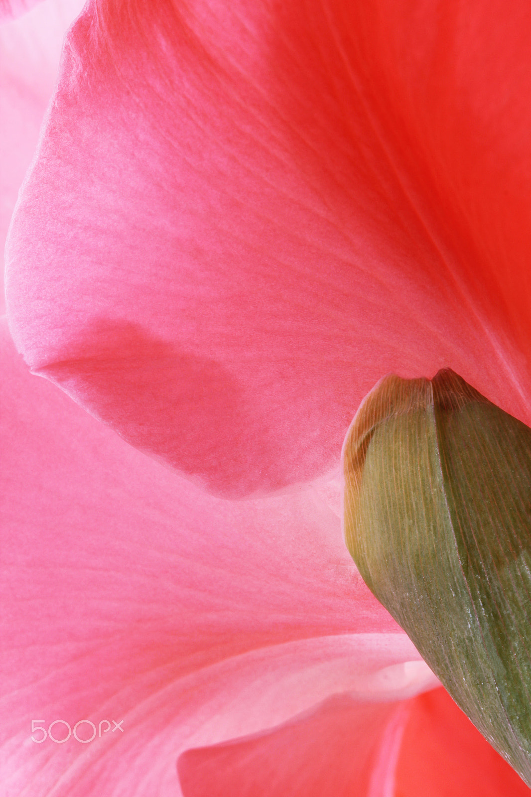 Canon EOS 550D (EOS Rebel T2i / EOS Kiss X4) + Canon EF 100mm F2.8L Macro IS USM sample photo. Beautiful pink gladiolus flowers photography