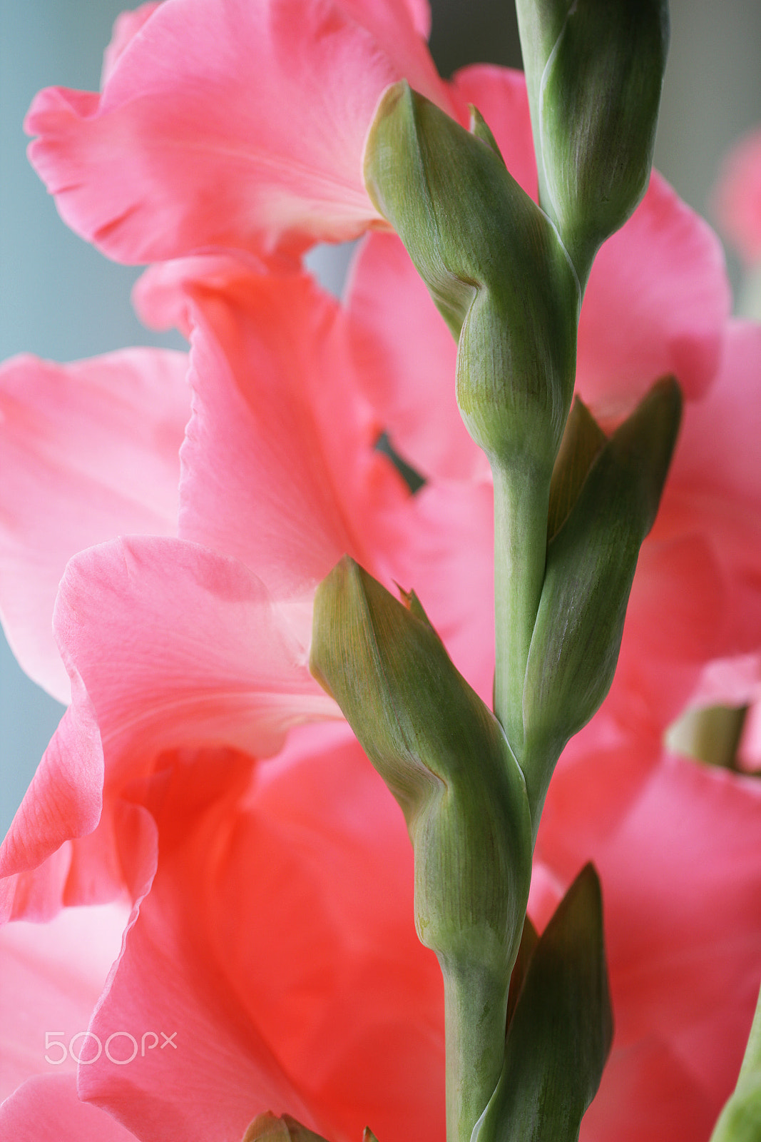 Canon EOS 550D (EOS Rebel T2i / EOS Kiss X4) + Canon EF 100mm F2.8L Macro IS USM sample photo. Beautiful pink gladiolus flowers photography