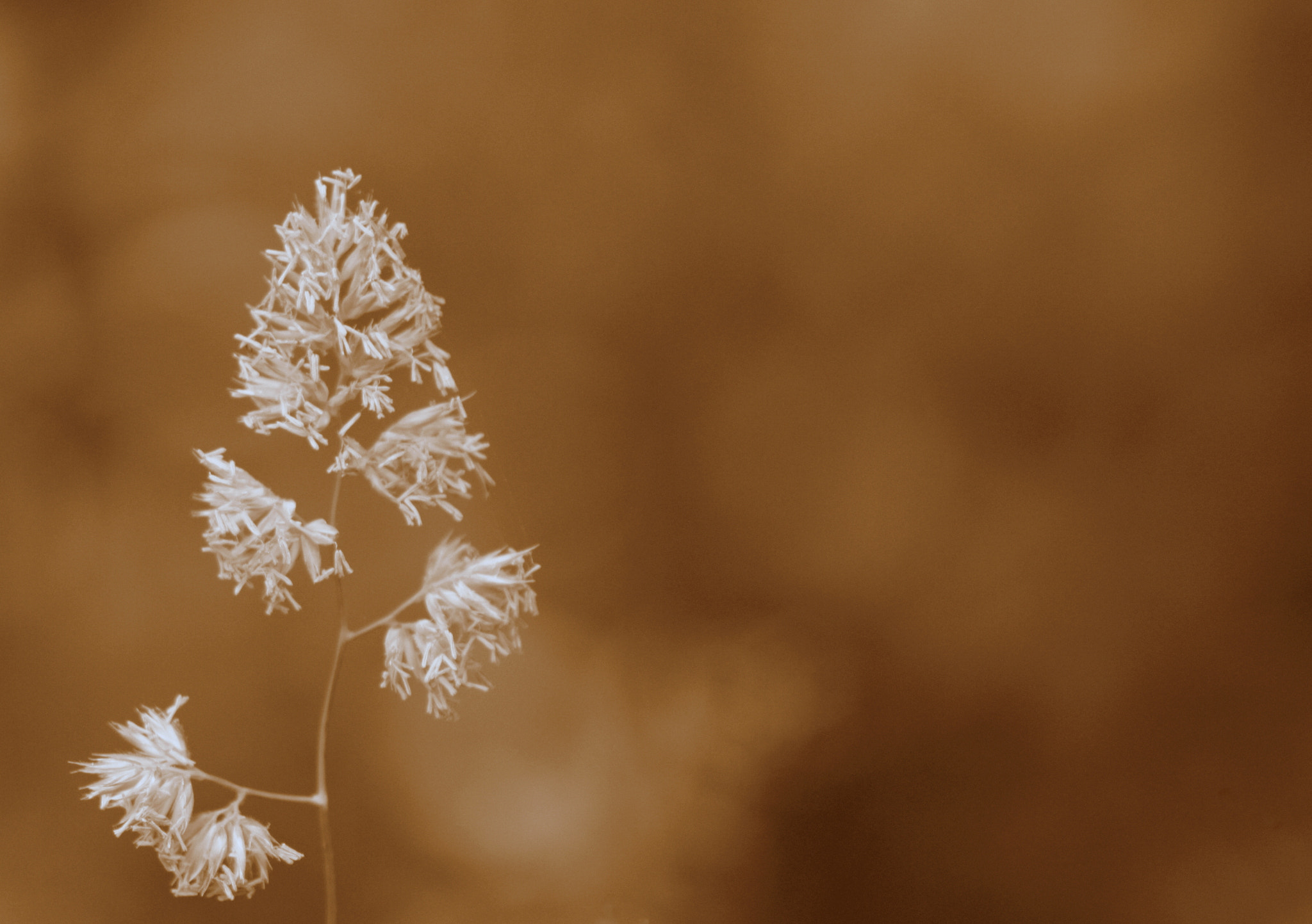 Canon EF 75-300mm f/4-5.6 USM sample photo. Last whispers of summer photography