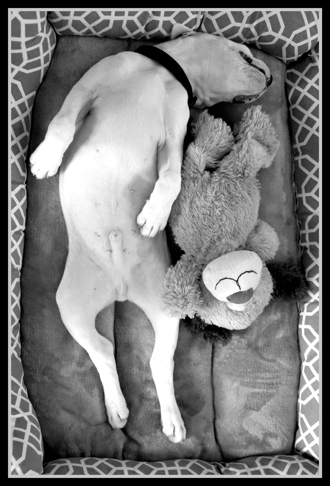 Sony E 18-55mm F3.5-5.6 OSS sample photo. Happy pup photography